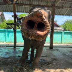 Isaan farang พอเพียง net worth