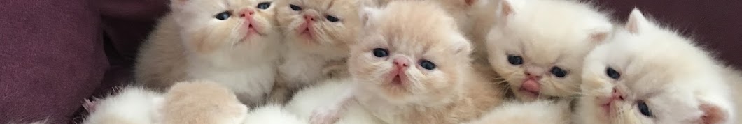 Åžecereli iran kedisi Reina's Cattery Awatar kanału YouTube