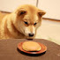 GEGxaxnyHxw-channel-avatar-PancakeDoggo