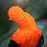 sOmDO-p9x4c-channel-avatar-Peruvian Ambience