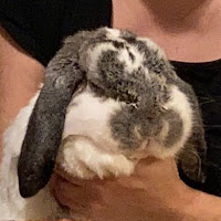 BumpyBear profile image