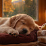kLRC9c1IRto-channel-avatar-Calm Dogs Daily