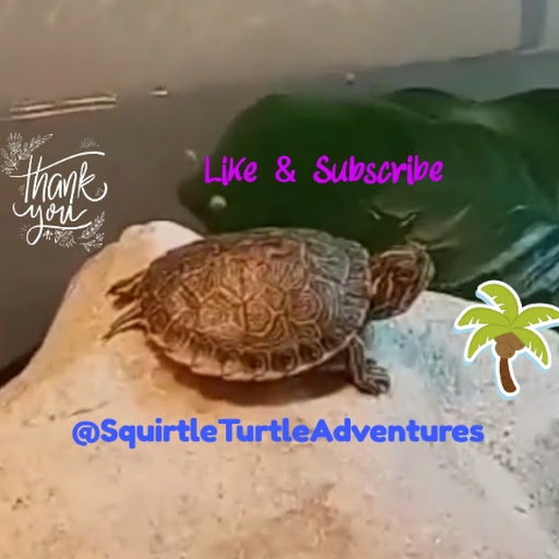 Squirtle Turtle Adventures