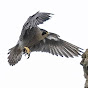 Peregrine Falcons logo