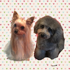 関西弁をしゃべる犬リズとピアノアイコン画像