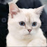 hBt9kf8NuHs-channel-avatar-Pets Paw Diaries