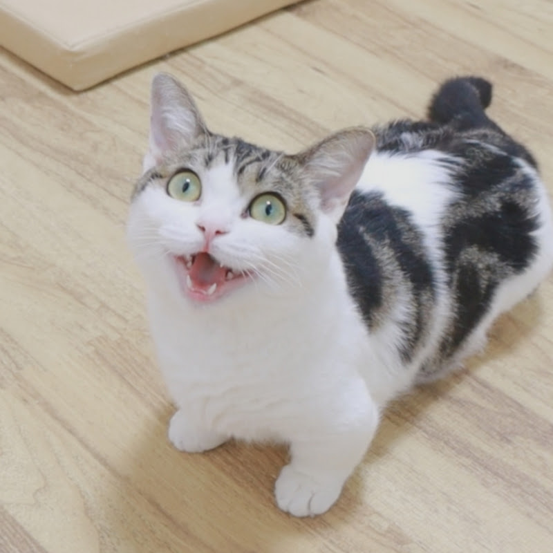 うちの猫が可愛すぎる!!の30日間推移｜YouTubeランキング