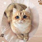 The World of Cats