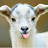 @FluffyGoat91515's avatar