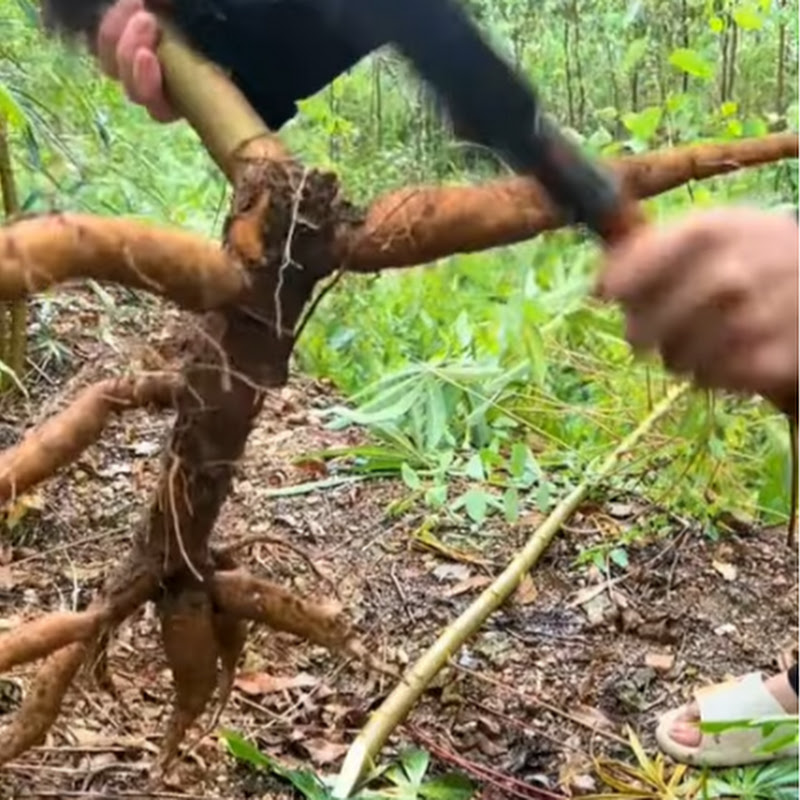 Rural Harvest Season