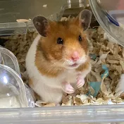 のりんごの遊び場