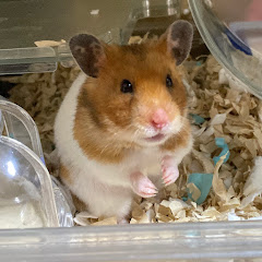 のりんごの遊び場