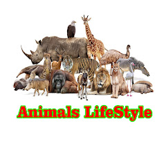 Animals LifeStyle avatar