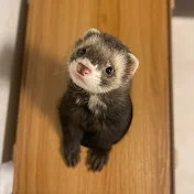 クロロ【ferret】TV