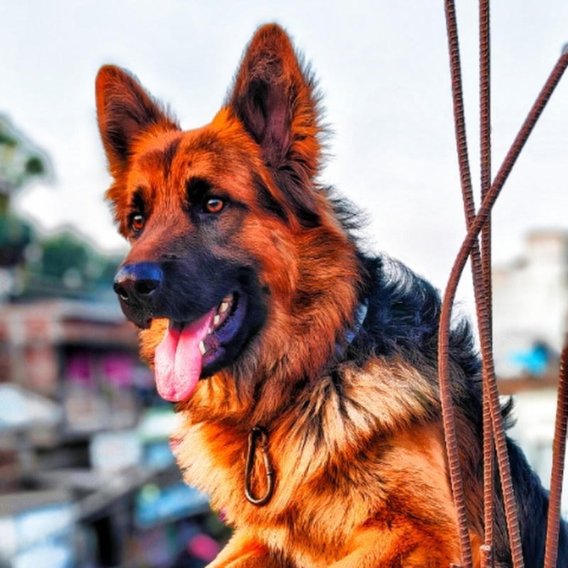 Cat Attacks… Then Instantly Says Sorry 💔❤️