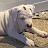 @guardiandogoargentinos1385