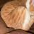 @Fatcat-n4x