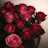 @RoaaAbdelraouf