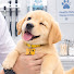 BLlvsqrOvOM-channel-avatar-Funny Dog World