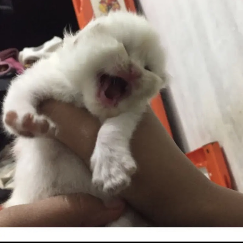 Rumah Kucing Ifan.