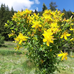 БИЛКИ, НАРОДНИ РЕЦЕПТИ,ПЪТУВАНИЯ,ПРИРОДА