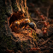 The Fallen Oak