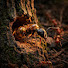 cHla-Rqzv_Q-channel-avatar-The Fallen Oak