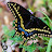 butterflywhisperx3