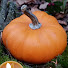 ikonrD4Zd-I-channel-avatar-ASMR Sleepy Pumpkin