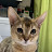 吉備（アビシニアン♂）のすくすく日記:: kibi Abyssinian Cat