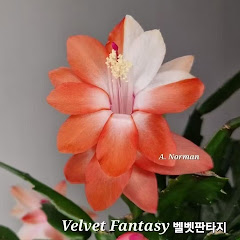 더로즈하우스