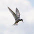 cNWmRsxQMjM-channel-avatar-Olive Branch Birds