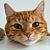 Kitty Cat