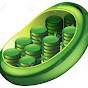 Chloroplast logo