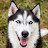 Siberian Derpskies