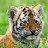@SAFFY7411's avatar
