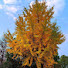 h0rSyrFYs-0-channel-avatar-Small Ginkgo