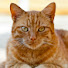 i8MvEuX38Pc-channel-avatar-Cat-Time