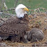 hrk6NtEk2l0-channel-avatar-Birds in Nest