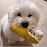 vQz4cuGj3L8-channel-avatar-9000 Lumen Bichon