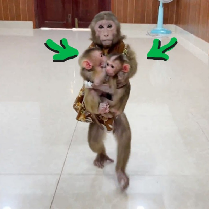Newborn Monkeys