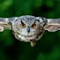 pUhA_ETbWj8-channel-avatar-Owls Math