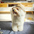 @bichon-yoolmoo