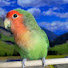 Z2iX0VE06qU-channel-avatar-Parrot Player