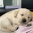 @BuddhaHappy-z9j8n