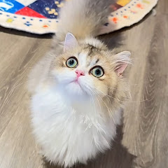 Cat_Lover