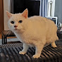 ハゲラボチャンネル 薄毛革命