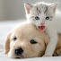 cxU-ZWKarIQ-channel-avatar-Funny Pet Memes