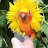 Daol Bird Parrot