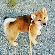 ふうまくんチャンネル